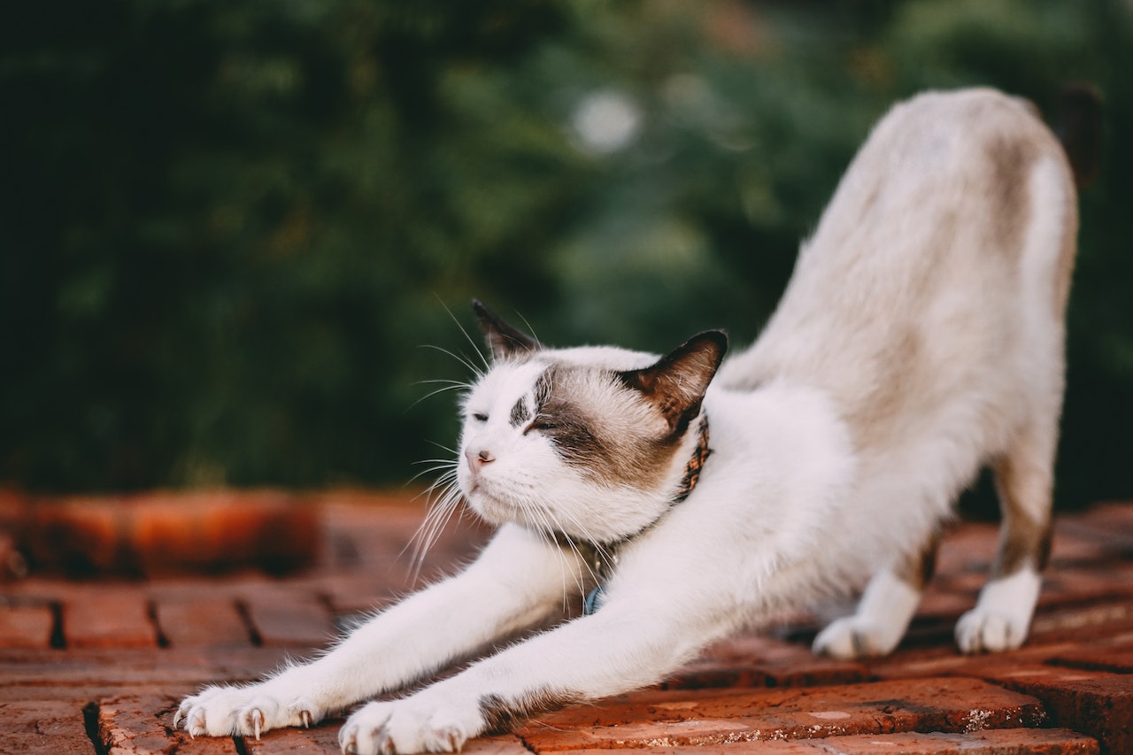 stretching cat